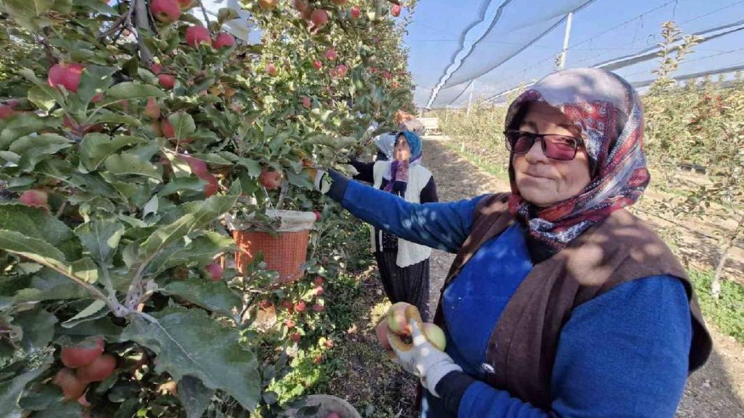 Türkiye’nin en kalitelisi orada yetişiyor! Yılın son hasadı yapıldı: Hem antioksidan deposu hem kalp dostu 4